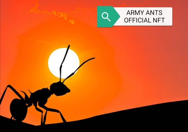 Armyantnft's tweet photo. ARMY ANTS OFFICIAL NFT. #NFTART #NFTProjects #NFTGame #NFTcollection #Metaverse https://t.co/We3WHovvz1