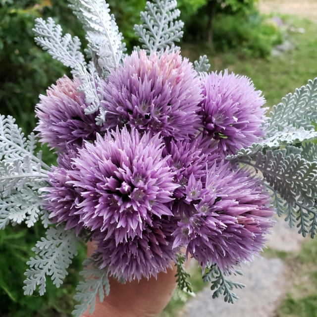 いもとあずき おはようございまーす 庭のアサツキを収穫しました めっちゃ可愛い 食べられませーん 家庭菜園 ガーデニング アサツキ T Co Wpolp4prq0 Twitter いもとあずき おはようございまーす 庭のアサツキを収穫しました めっちゃ可愛い 食べられませーん 家庭菜園 ガーデニング アサツキ T Co Wpolp4prq0 Twitter