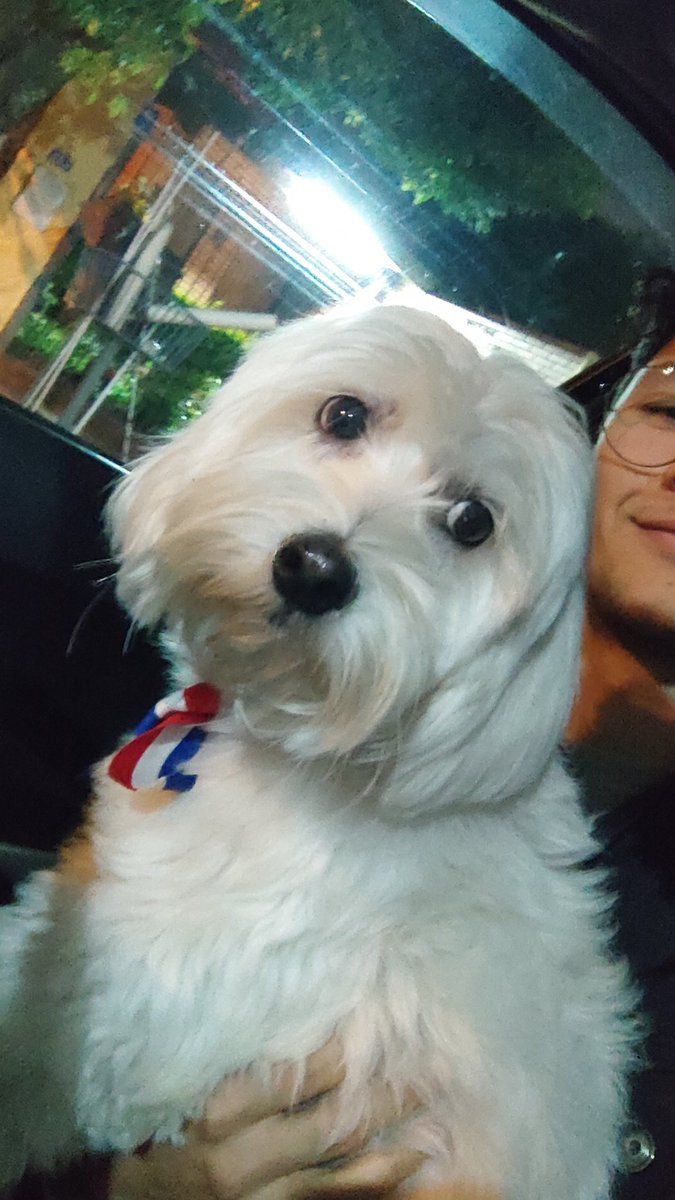 BrunoLovera's tweet photo. Hola gente, hoy le encontramos a este perrito sobre Julio Correa en Asunción. Está súper limpio, es demasiado bueno y parecía perdido, nos siguió una cuadra, le abrimos el auto y subió solito. RT para encontrar a sus dueños o a alguien que le pueda tener. Por favor 🥺💔 https://t.co/R7OcD8Fadq