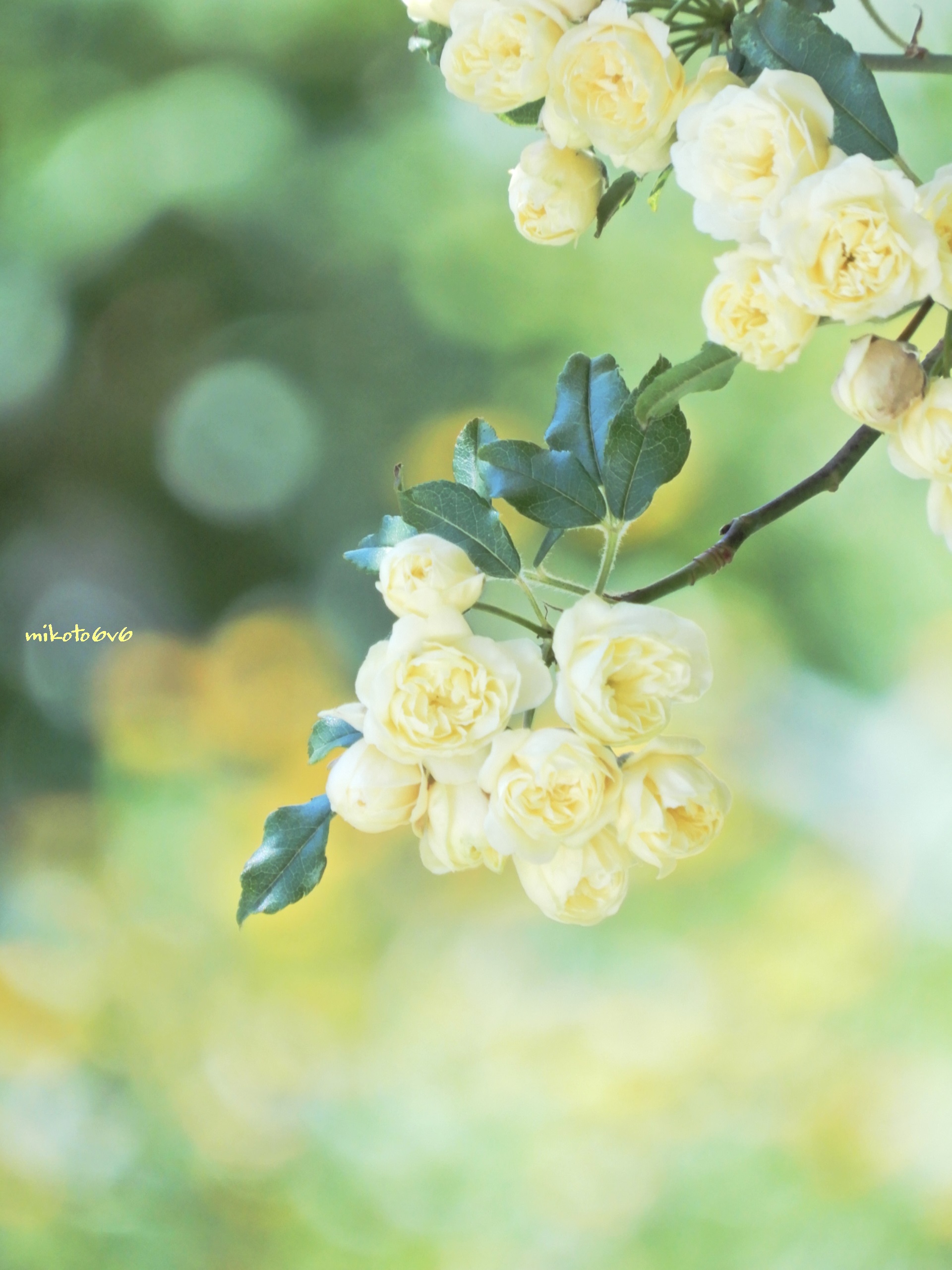木香薔薇 Twitter Search Twitter
