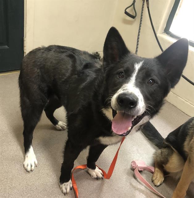 CutePetsLA's tweet photo. Hey. Neutered male, black and white German Shepherd Dog mix. My age is… https://t.co/37q6AAchBM https://t.co/MtJRDWBVJu