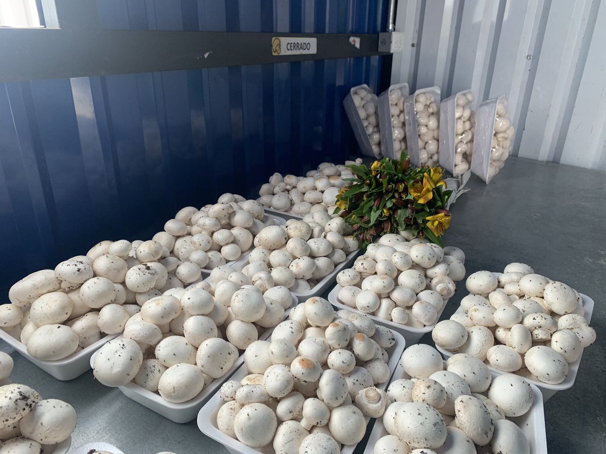 ChampiMiranda1's tweet photo. Desde la tierra jardín de Colombia 🇨🇴 @AlcFusagasuga champiñón recién cosechado @morewmushrooms @ASOCHAMPRIOJA @ChampiFresco @mushroom_smart @ChampionesGUIPI @Mushroom_Miles @MushroomsRMagic https://t.co/FHd0Wj4Nui