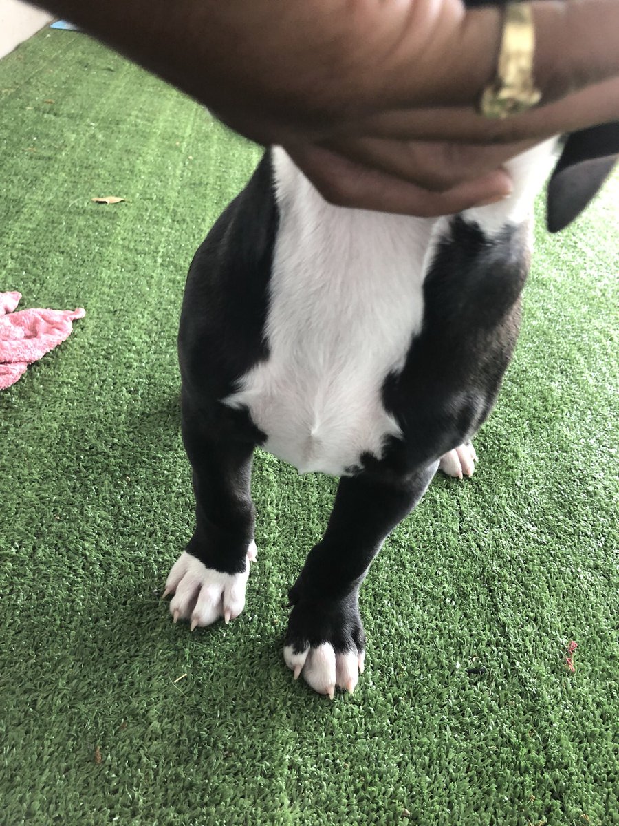 Kelo_Gotti's tweet image. Everybody Meet “Dior” 🔥🤧
 
My 1st American Bully 💸🥂

She’s 1 Month &amp;amp; 3 Weeks Old 

Stay Tuned, New American Bully Kennel in the Making 
🤳⏱💰💰💰💸💵

#AmericanBully #ABKC #abkcbully #Dallas 📍