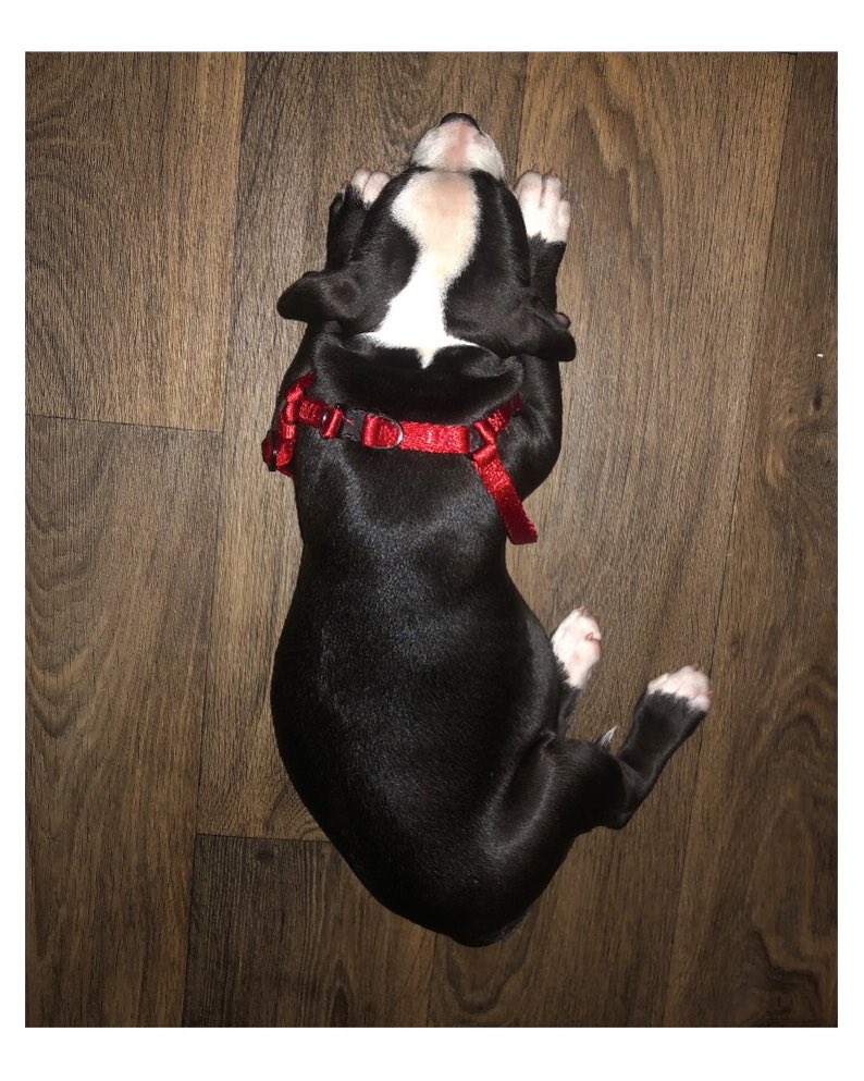 Kelo_Gotti's tweet image. Everybody Meet “Dior” 🔥🤧
 
My 1st American Bully 💸🥂

She’s 1 Month &amp;amp; 3 Weeks Old 

Stay Tuned, New American Bully Kennel in the Making 
🤳⏱💰💰💰💸💵

#AmericanBully #ABKC #abkcbully #Dallas 📍