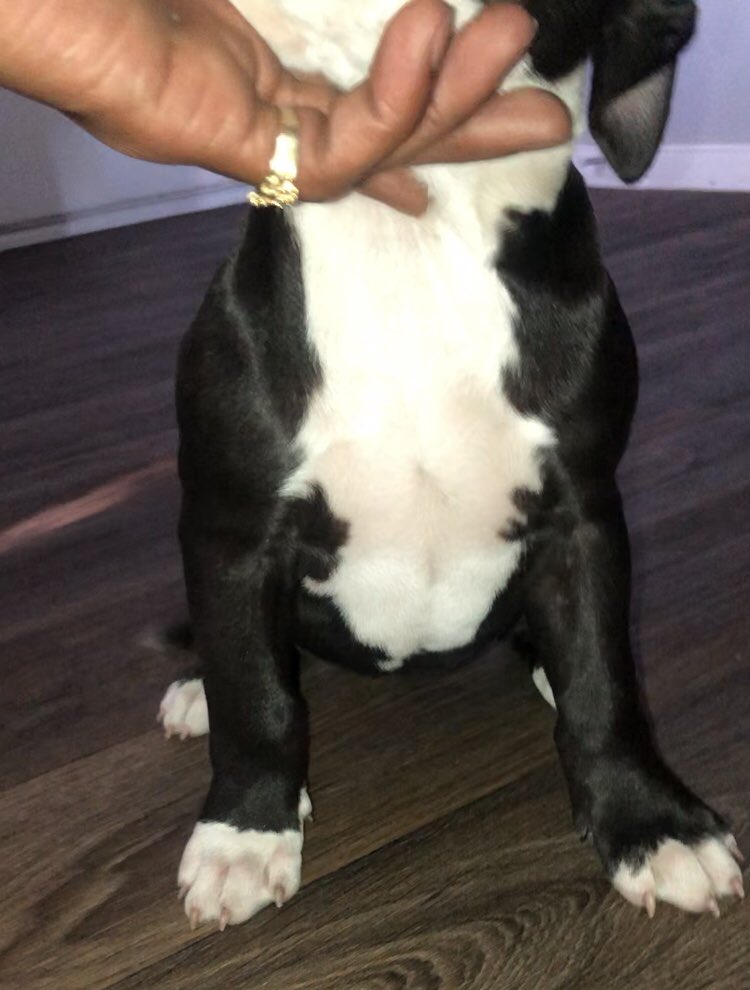 Kelo_Gotti's tweet image. Everybody Meet “Dior” 🔥🤧
 
My 1st American Bully 💸🥂

She’s 1 Month &amp;amp; 3 Weeks Old 

Stay Tuned, New American Bully Kennel in the Making 
🤳⏱💰💰💰💸💵

#AmericanBully #ABKC #abkcbully #Dallas 📍