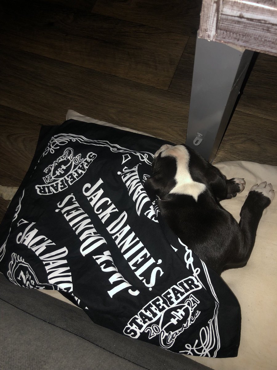 Kelo_Gotti's tweet image. Everybody Meet “Dior” 🔥🤧
 
My 1st American Bully 💸🥂

She’s 1 Month &amp;amp; 3 Weeks Old 

Stay Tuned, New American Bully Kennel in the Making 
🤳⏱💰💰💰💸💵

#AmericanBully #ABKC #abkcbully #Dallas 📍