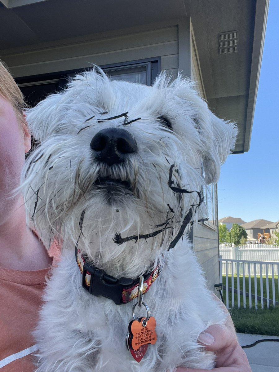 OttoBrahmsEsq's tweet photo. Turns out burying my fave moose toy in the mulch has its advantagesโฆbeard decor!! #beardage #SchnauzerGang #decorating https://t.co/LsqAjHWt1S