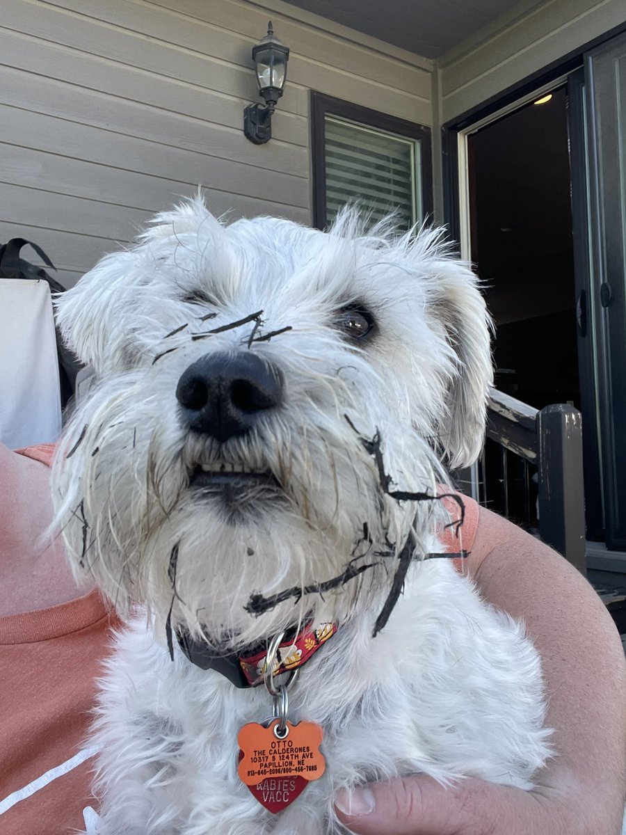 OttoBrahmsEsq's tweet photo. Turns out burying my fave moose toy in the mulch has its advantagesโฆbeard decor!! #beardage #SchnauzerGang #decorating https://t.co/LsqAjHWt1S