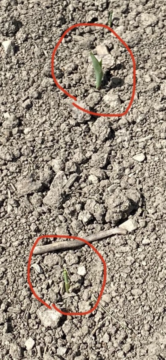 GbmGenetics's tweet photo. The winner is row number 6.  Some of the Mexican landrace corn inbreds are starting emerge we are evaluating #corn #cornresearch #plantbreeding #AgTwitter #agriculture #ag #Plant22 #plant22 #mexicancorn #whiskeycorn #bourdancorn https://t.co/o4GsS5J3Nb