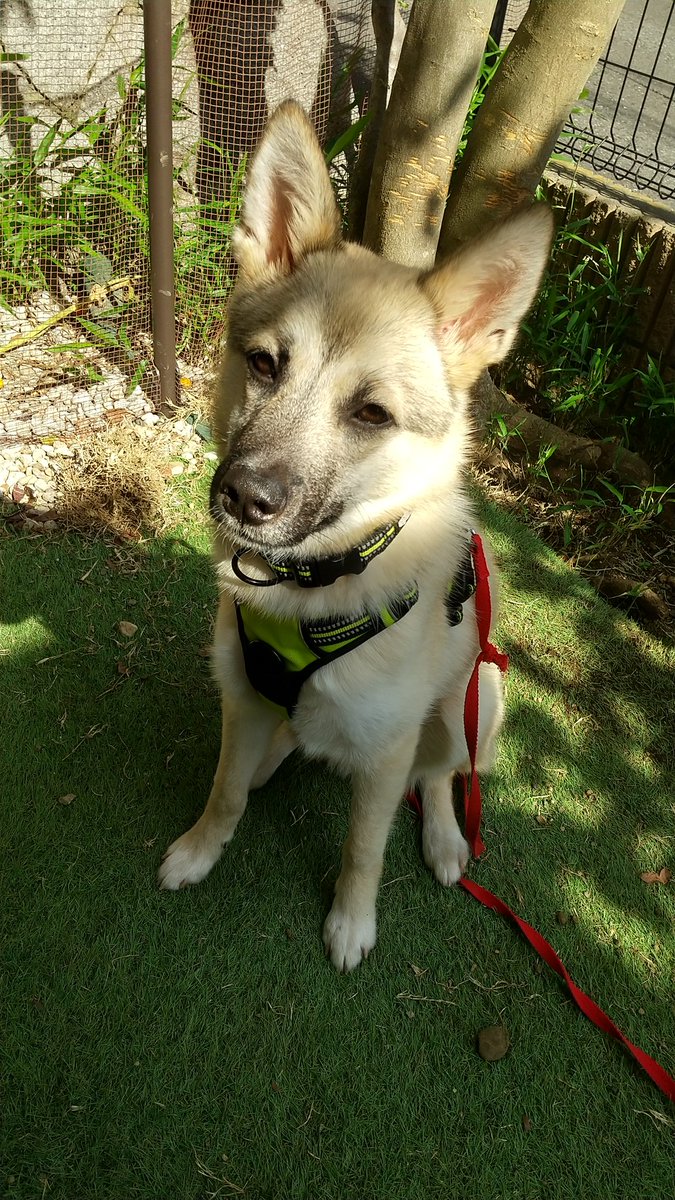 tarechan88's tweet image. 元野犬の坊っちゃんは保護団体の人に「おしゃべりです」と言われていて、うちに来てすぐは困り顔でおとなしかったけど慣れると困った時(ソファの下にオモチャが入った時とか)以外困り顔じゃなくなり「ヴーガーヴー」「フグゥ〜」「アオアオアオ」とかよく喋って伝えてくる、散歩はまだ怖いね練習中。