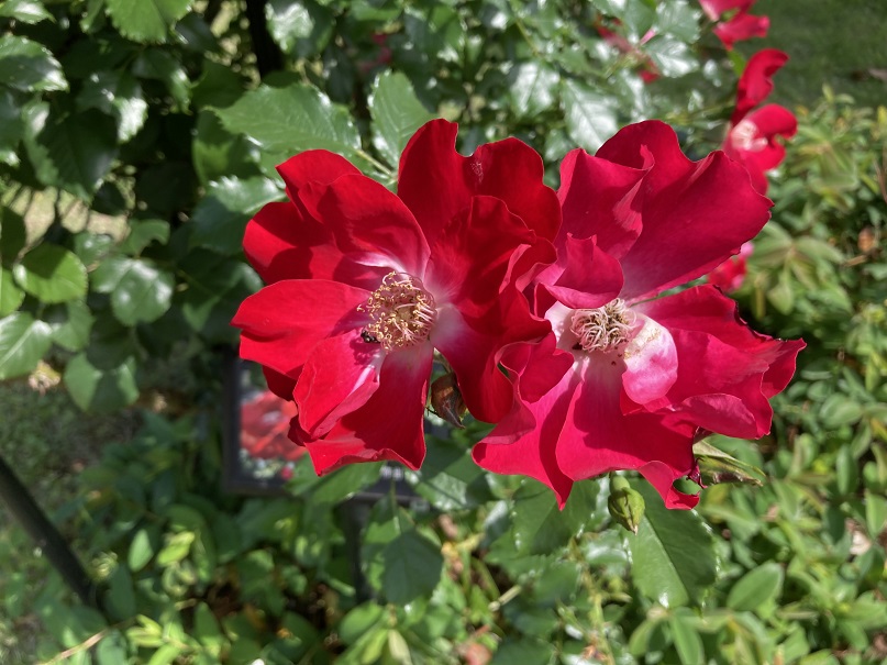 シンボルプロムナード公園 公式 ドルトムント コルデシー系を代表する品種でサテン光沢のある緋色の半八重咲き花が人目を引きます 返り咲きがあり コルデシー系の特徴である耐寒性も高く大変丈夫なつる薔薇です シンボルプロムナード公園 シンボルプロムナード公園 公式 ドルトムント コルデシー系を代表する品種でサテン光沢のある緋色の半八重咲き花が人目を引きます 返り咲きがあり コルデシー系の特徴である耐寒性も高く大変丈夫なつる薔薇です シンボルプロムナード公園