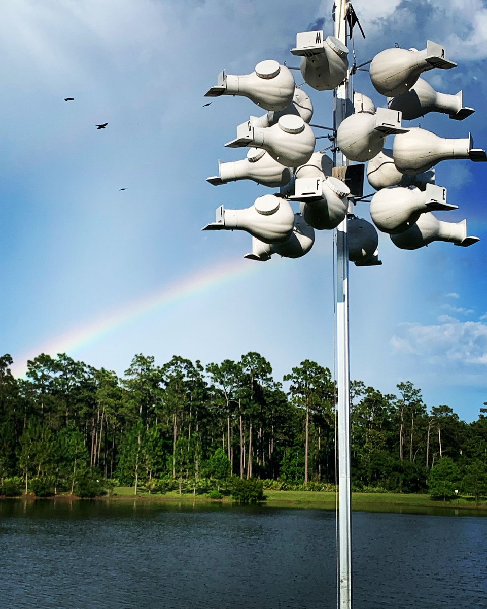 What’s at the end of your rainbow?? @PMCAErie #purplemartins #UCFpuma #fieldbiology