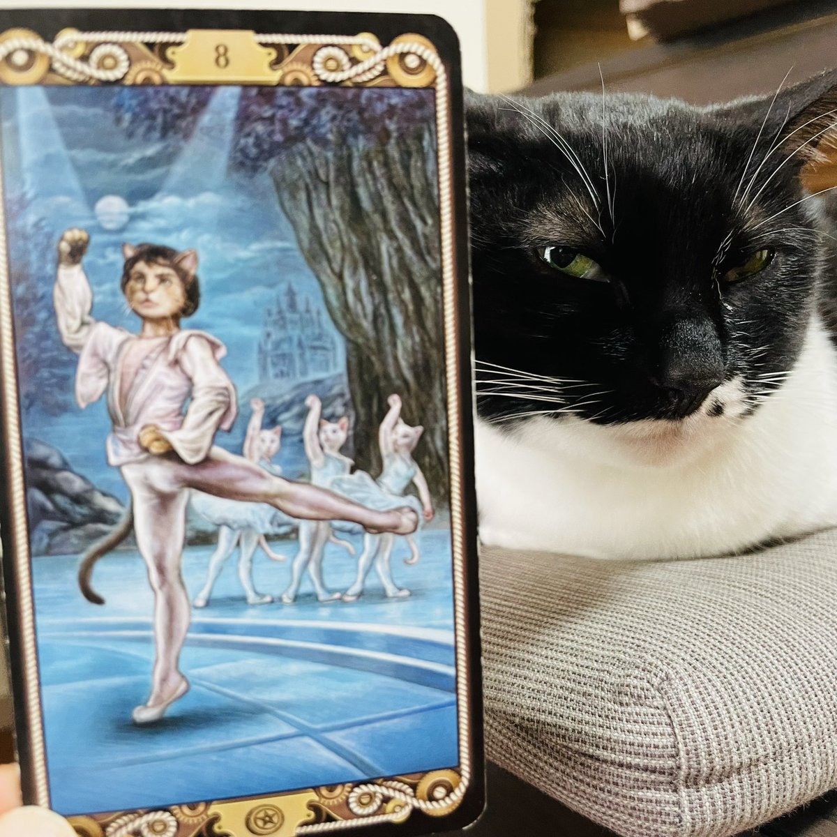 oraclerinko's tweet photo. 集中できる日。目の前のことに集中してさくさく作業が進みます。それによりグンと目標に近づくので結果も出やすいでしょう✨勉強をするのにも吉👍無心に打ち込むことでマインドフルネスな状態になり、ストレス軽減につながります🙌 #8ofPENTACLES #朝から暴れたニャ #デイリータロット #CATTAROT #猫 https://t.co/hTxK0xvEJJ