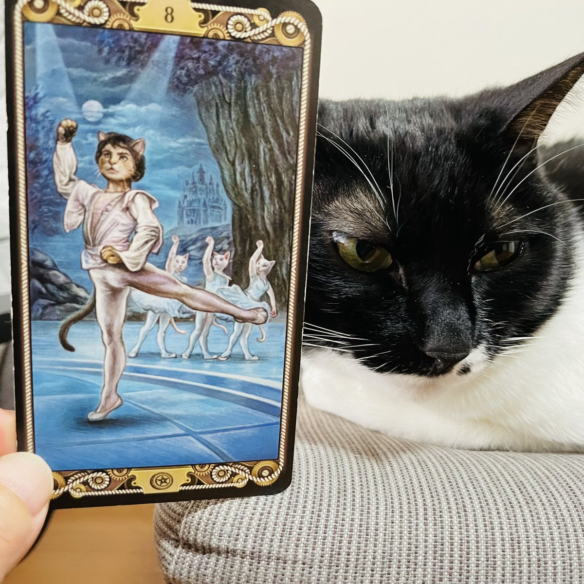 oraclerinko's tweet photo. 集中できる日。目の前のことに集中してさくさく作業が進みます。それによりグンと目標に近づくので結果も出やすいでしょう✨勉強をするのにも吉👍無心に打ち込むことでマインドフルネスな状態になり、ストレス軽減につながります🙌 #8ofPENTACLES #朝から暴れたニャ #デイリータロット #CATTAROT #猫 https://t.co/hTxK0xvEJJ