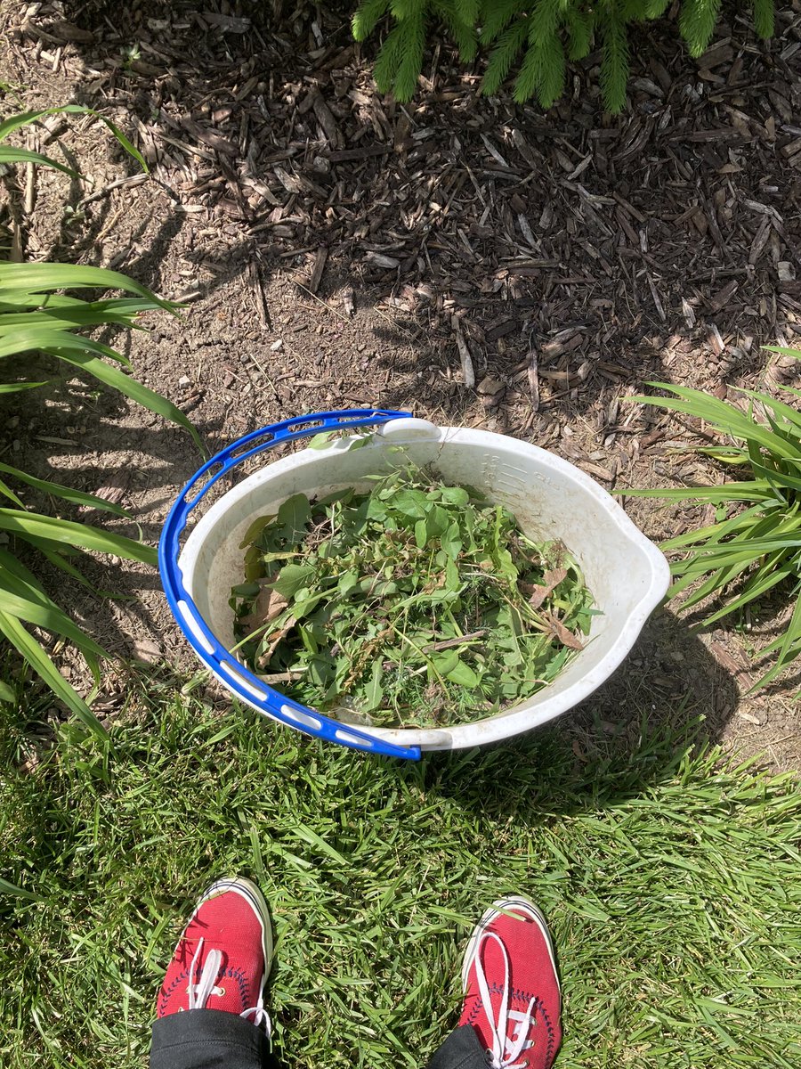 10MinDQ's tweet photo. #SundayTradition Picked up a few extra items for the USPS food drive as well as my pantry ( spell check ) drop off. Trash pick up and #DogsOfMPC Juniper walks. And because squat to stands is just another form of weeding, I did 90 minutes of that. @MyPeakChallenge https://t.co/sMYZjenpvo