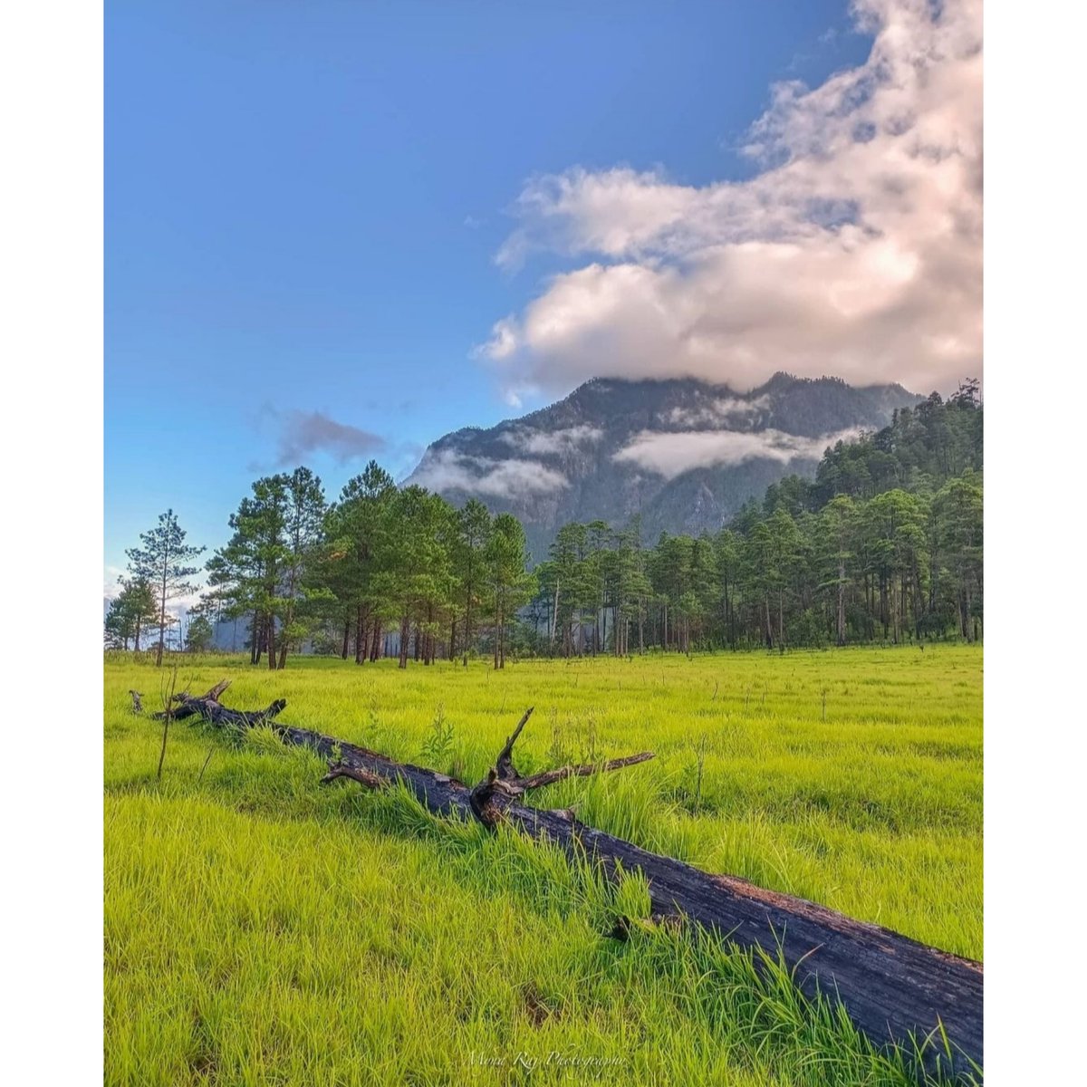 NortheastToday's tweet photo. #Photogram | Calming nature.๐ฟ๐
๐ Arunachal Pradesh
@ArunachalTsm @incredibleindia
@tourismgoi
#ArunachalTourism #triptoarunachal #arunachaldiaries #traveldiaries #travelstories #storiesofindia #Photooftheday #nature #exploreNE #Northeastindia
๐ธ Instagram @myna_raj_ https://t.co/2fxydduMDH