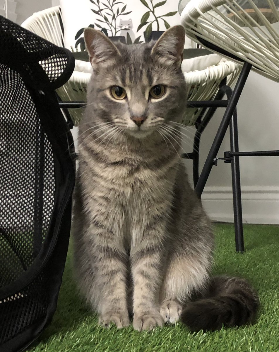 Tabby Cat tweet media