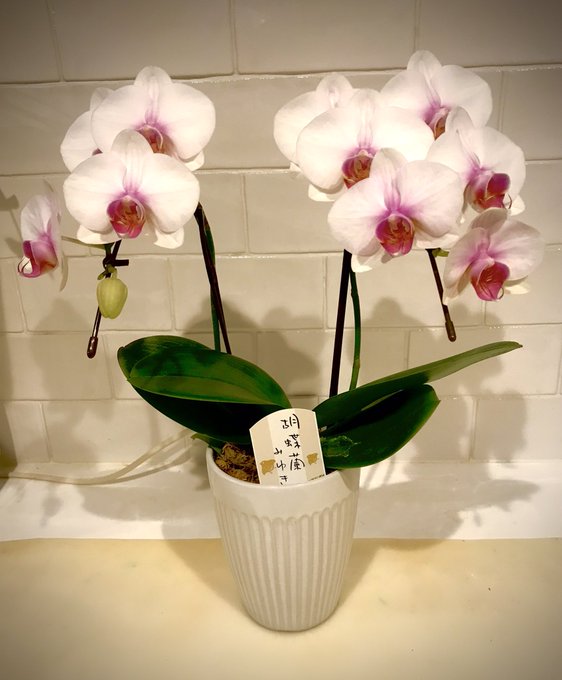 綺麗な花のtwitterイラスト検索結果 古い順