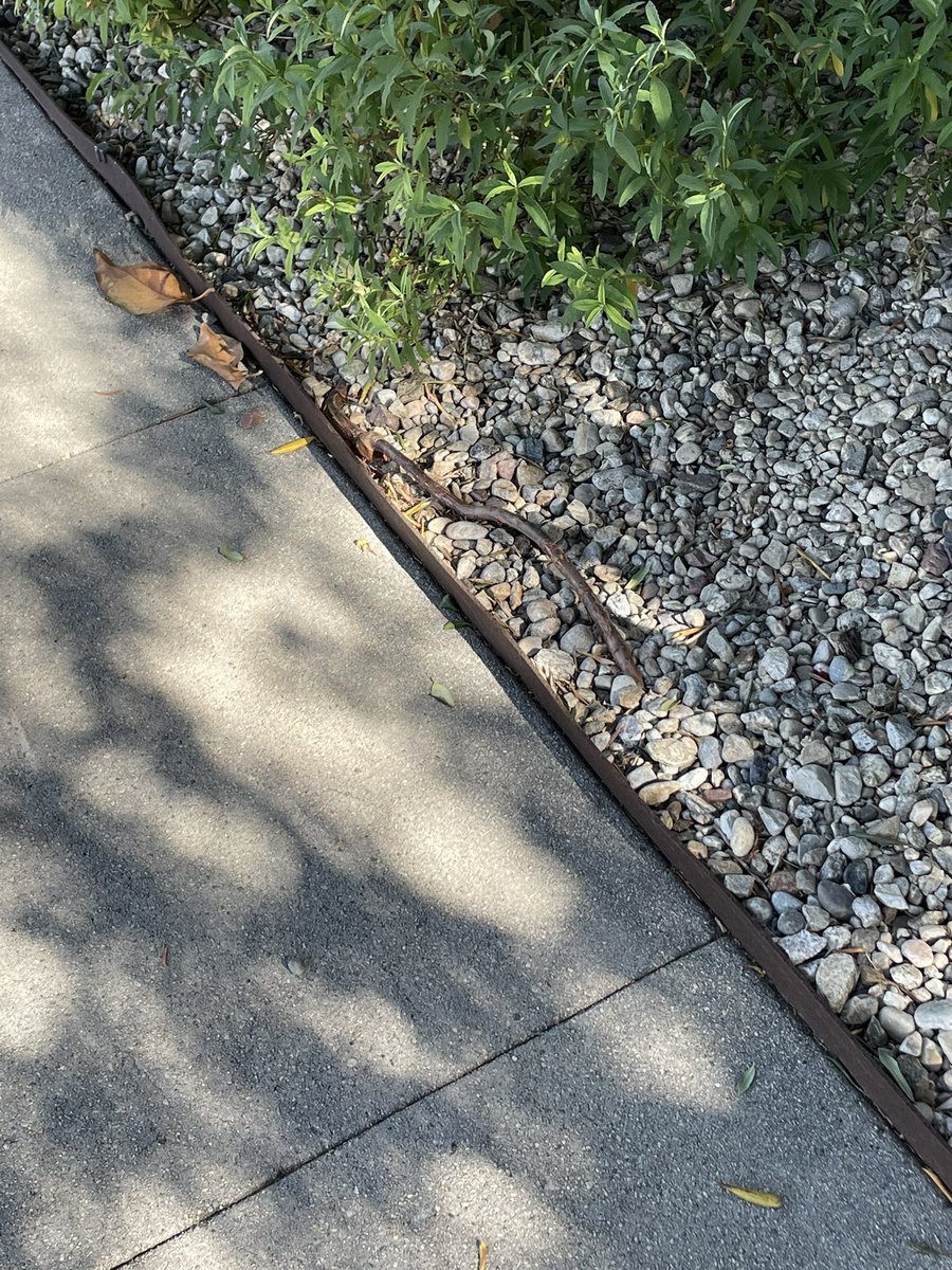 This is not a snake.