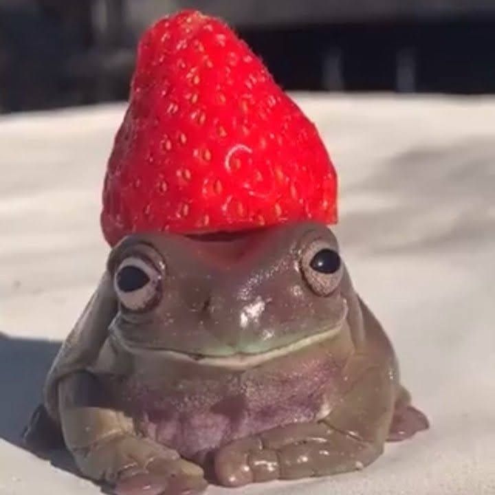 tempestlotus's tweet photo. Images of frogs I think are very. https://t.co/SjPMjWSQFE