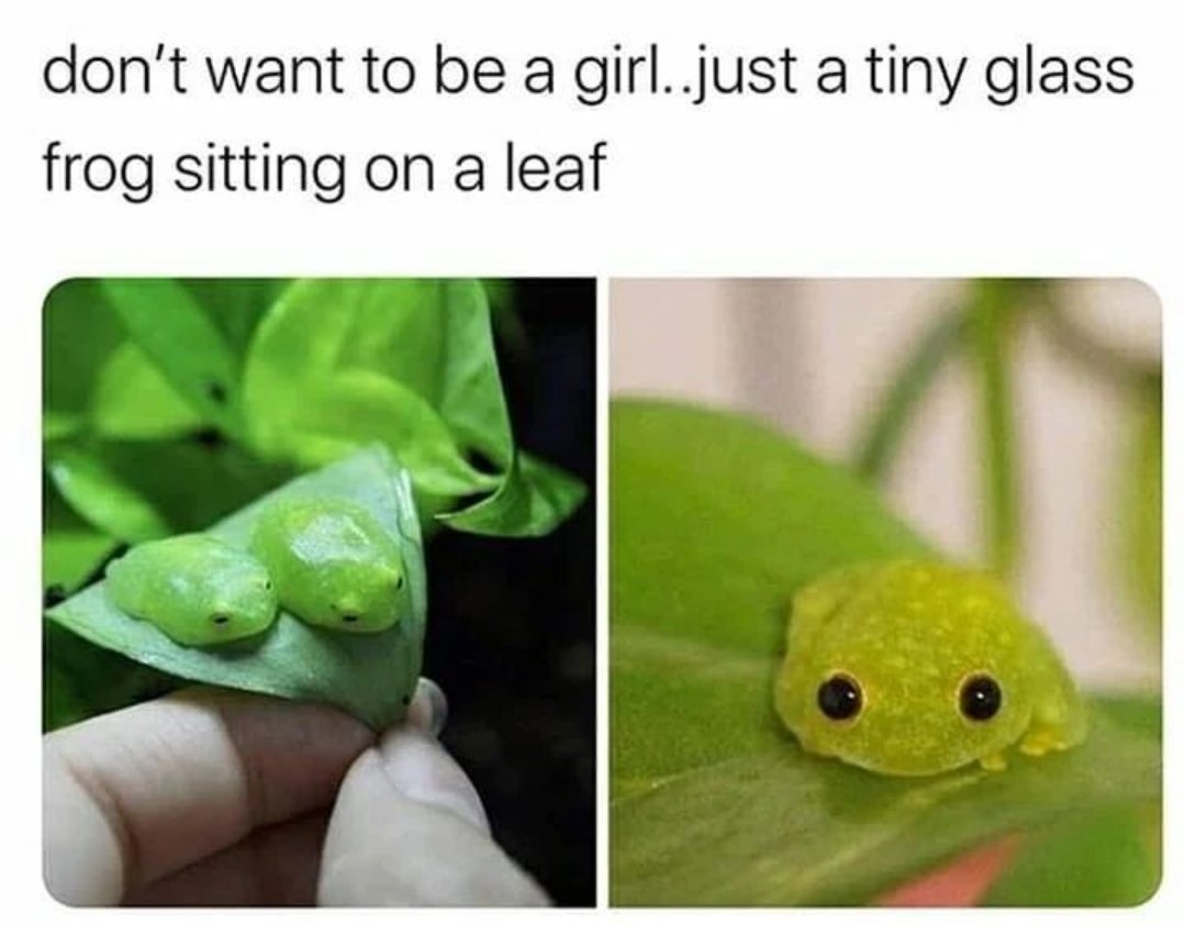 Images of frogs I think are very.