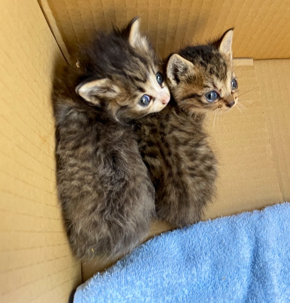 コトネ東北 拡散希望 昨日保護した子猫ちゃん2匹 現在 村山保健所に引き渡された事を確認しました まだ小さいのでもう少し育ててから譲渡情報のホームページに掲載されるとのこと 素敵な里親さんと出会えますように 山形市 捨て猫 保護猫 村山