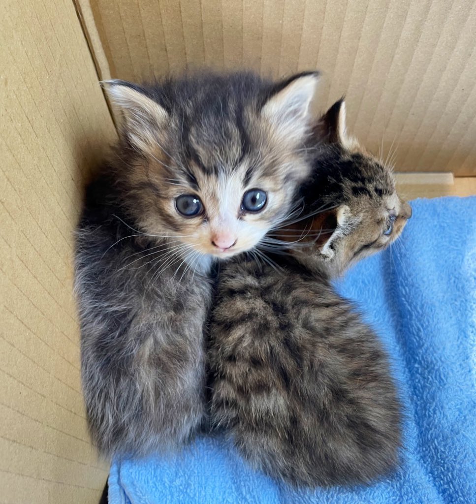 コトネ東北 拡散希望 昨日保護した子猫ちゃん2匹 現在 村山保健所に引き渡された事を確認しました まだ小さいのでもう少し育ててから譲渡情報のホームページに掲載されるとのこと 素敵な里親さんと出会えますように 山形市 捨て猫 保護猫 村山