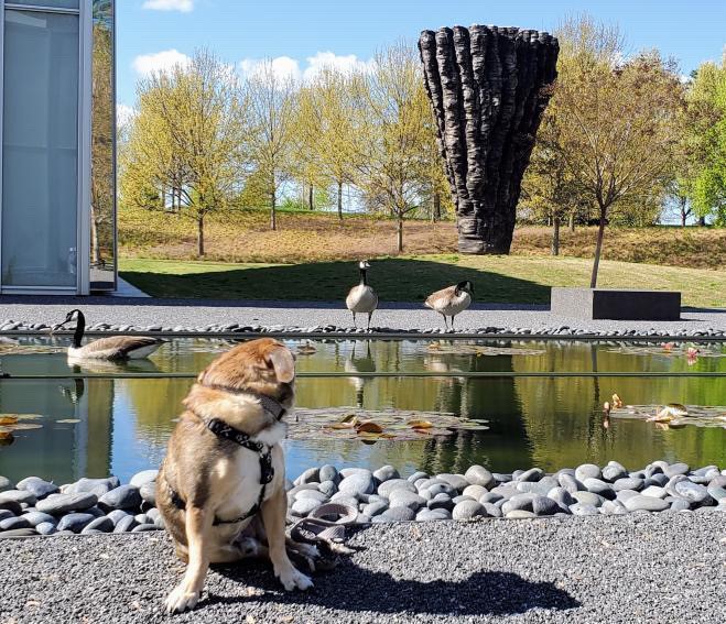ncartmuseum's tweet image. Ever been photo-bombed by geese? Furry #NCMApark visitor Hutch doesn’t seem to mind! Photo by IG user mrdorkesq.

Share your photos @ncartmuseum and #ArtNaturePeople. We share one every week!⁠