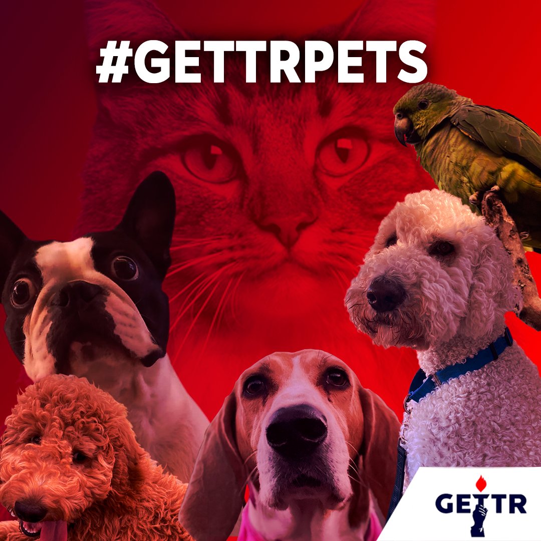 GettrEspanol's tweet photo. 🐾GETTR PETS🐾
En muchos hogares, un domingo en familia incluye a las mascotas.
Los protagonistas de nuestro post de este domingo 15 de mayo son: #Arlo, #Brau, #Cotufa, #Daisy, #Hugo y #Pepe
#GETTR
#GettrEspañol
https://t.co/uDBweoHd8z https://t.co/V2bafRmVNz