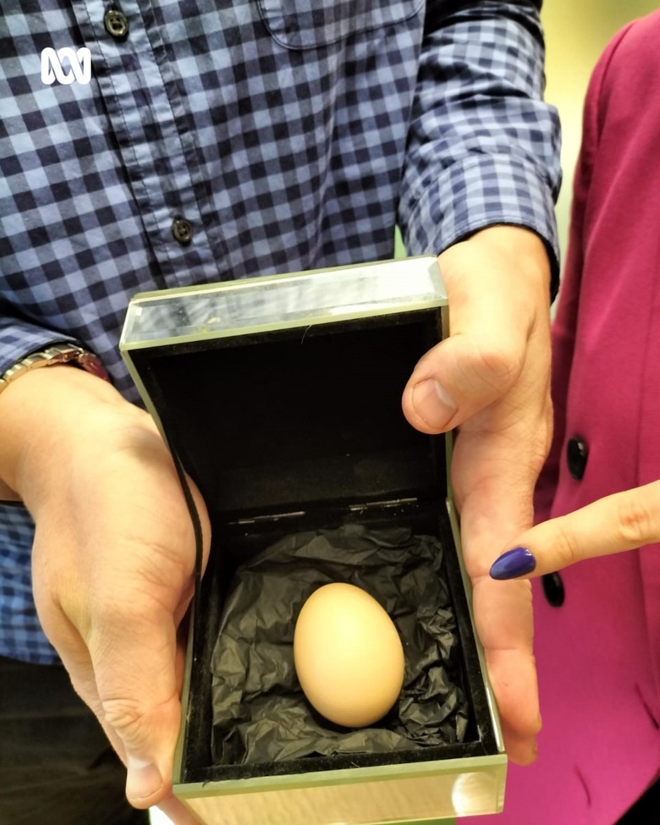 Do you have chickens at home? 🐔 Have they laid any eggs? 🥚 ABC Radio Adelaide’s @nikolaibeilharz had an egg-citing announcement today as his chickens laid their first eggs over the weekend, and he gifted this one to @Staceylee_ #Eggs Listen here: bit.ly/AdelaideRadioL…