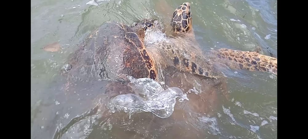 Cualoptimista's tweet image. Hawksbill mating near Macuro town, gulf of Paria, Vnzla. #NEaq MCAF #SEEturtles