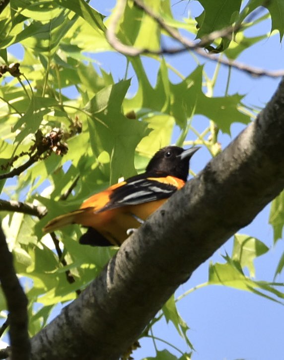 farmdeezy's tweet photo. Some favorites from today in #centralpark #birdcp #birdcpp #birdwatching #wildlifephotography #nature Great day https://t.co/rchANqCCl0