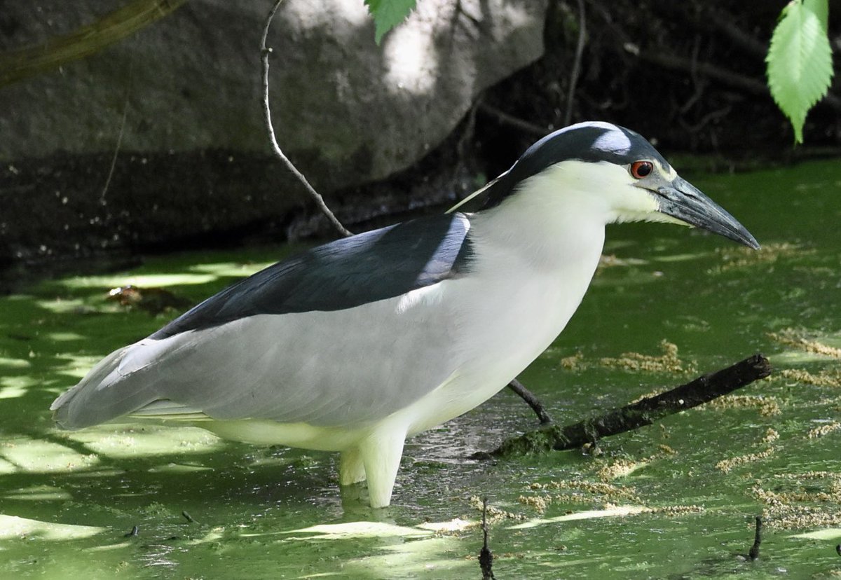 farmdeezy's tweet photo. Some favorites from today in #centralpark #birdcp #birdcpp #birdwatching #wildlifephotography #nature Great day https://t.co/rchANqCCl0