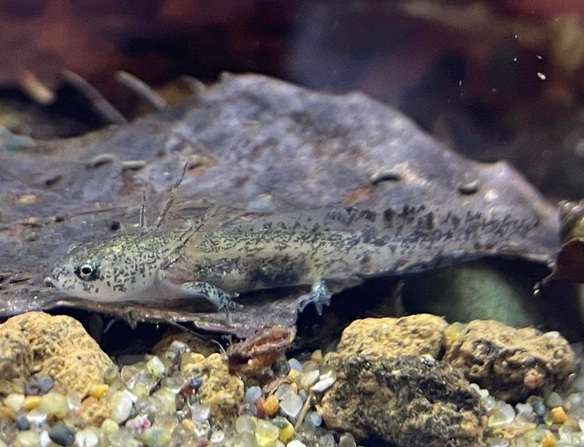 千葉市動物公園 公式 トウキョウサンショウウオの幼生に後肢 後ろ足 も生えてきました もう少し成長すると外鰓 がいさい が消失して上陸します 幼生から幼体への変態完了です 幼生を観察したい方はお早めに子ども動物園飼育センターへ ギ 千葉 千葉市動物公園 公式 トウキョウサンショウウオの幼生に後肢 後ろ足 も生えてきました もう少し成長すると外鰓 がいさい が消失して上陸します 幼生から幼体への変態完了です 幼生を観察したい方はお早めに子ども動物園飼育センターへ ギ 千葉
