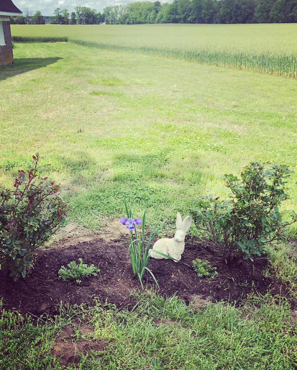 DukeTheDane's tweet photo. Planted a purple iris and two yellow sedums over Henry 🐶, Duke 🐶, William 🐰, and Charlotte 🐰’s graves this weekend 💙

More mulch and a St. Francis arriving next week 🌈 #rainbowbridge https://t.co/dXXB07Ar0r