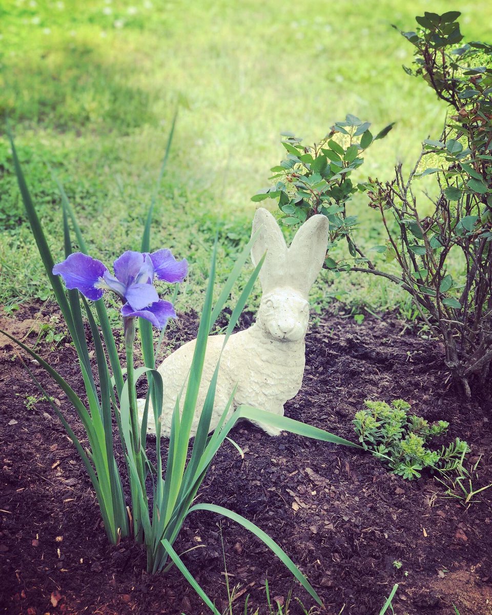 DukeTheDane's tweet photo. Planted a purple iris and two yellow sedums over Henry 🐶, Duke 🐶, William 🐰, and Charlotte 🐰’s graves this weekend 💙

More mulch and a St. Francis arriving next week 🌈 #rainbowbridge https://t.co/dXXB07Ar0r