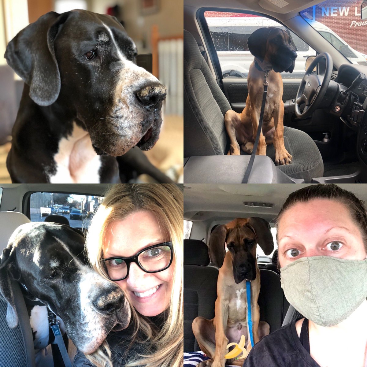DukeTheDane's tweet photo. Planted a purple iris and two yellow sedums over Henry 🐶, Duke 🐶, William 🐰, and Charlotte 🐰’s graves this weekend 💙

More mulch and a St. Francis arriving next week 🌈 #rainbowbridge https://t.co/dXXB07Ar0r