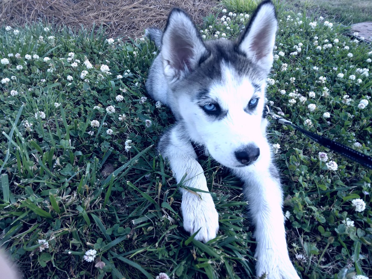 Brandon37748224's tweet photo. Zola https://t.co/khviOOz5rv