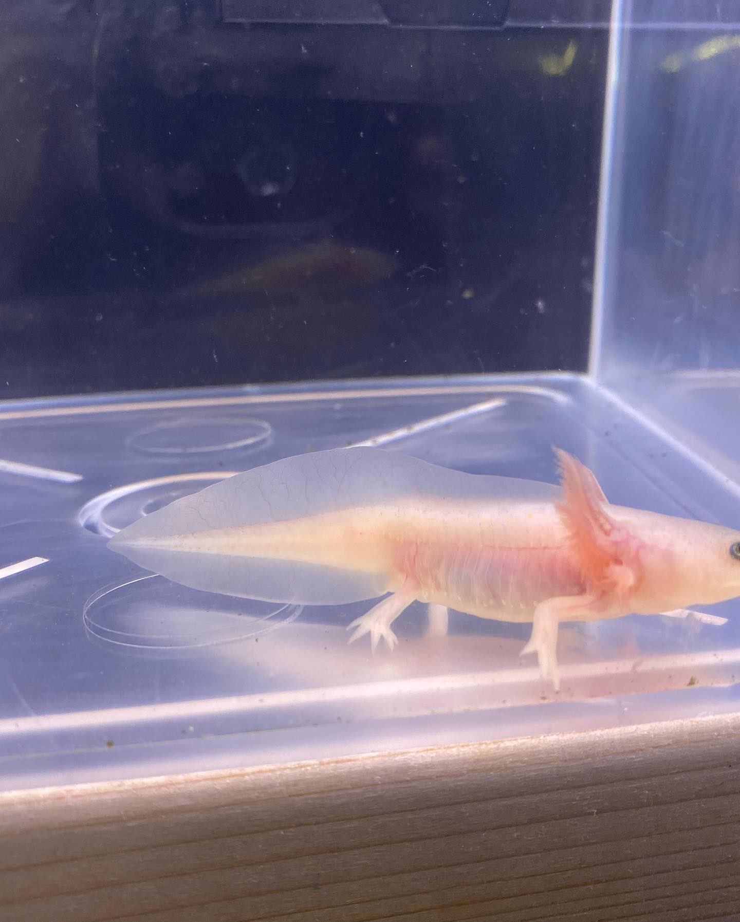 ウーパールーパーリューシ Twitter Search Twitter