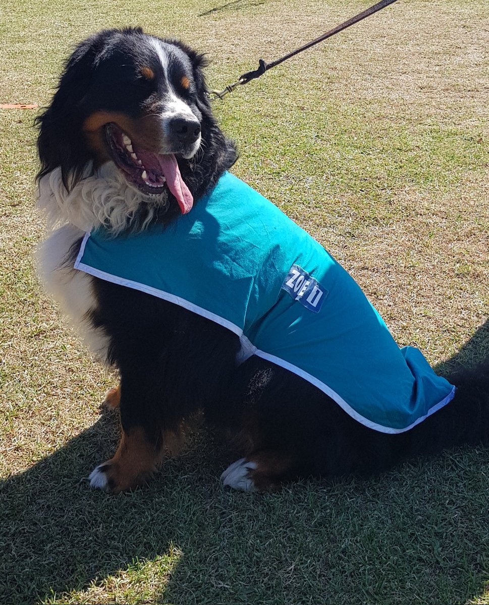 rebeccahritchie's tweet photo. @julian_keil So many #Dogs4Zoe, in all shapes and sizes https://t.co/0ouWAIm8KC