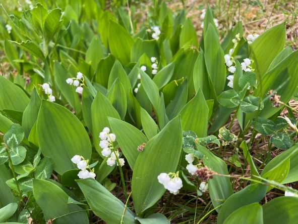 福島市民家園 今日は満月 アメリカ先住民の表現で フラワームーン です 花 が咲き乱れるこの時期にピッタリですね 民家園内も 今が一番花の多い時期です 皆さんもぜひ民家園でいろいろな花を見つけてください T Co 5uojdaxmt8 Twitter