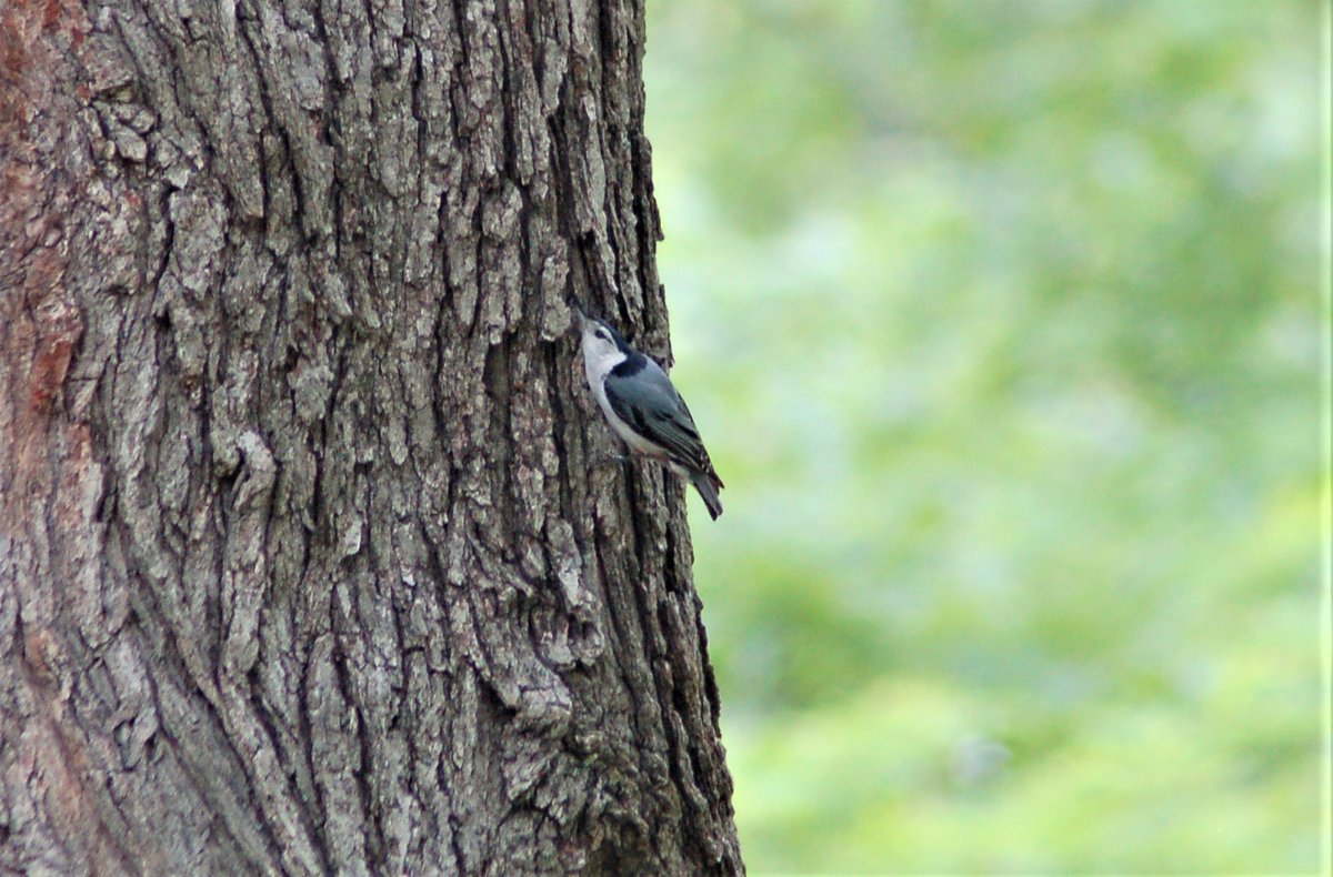 JohnDaleGrover's tweet photo. (3/3) And here is the link to the first post about the White-breasted Nuthatch. It was tricky to follow and try to photograph!

https://t.co/ptfCWu0OzX https://t.co/mC5rGJmlVW