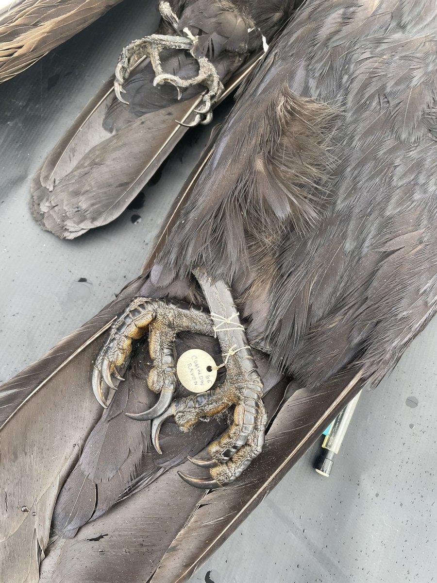 fn_RCroone's tweet photo. A crow on the left and raven on the right, basically twins🤔 https://t.co/Rt8P7Ox3DC