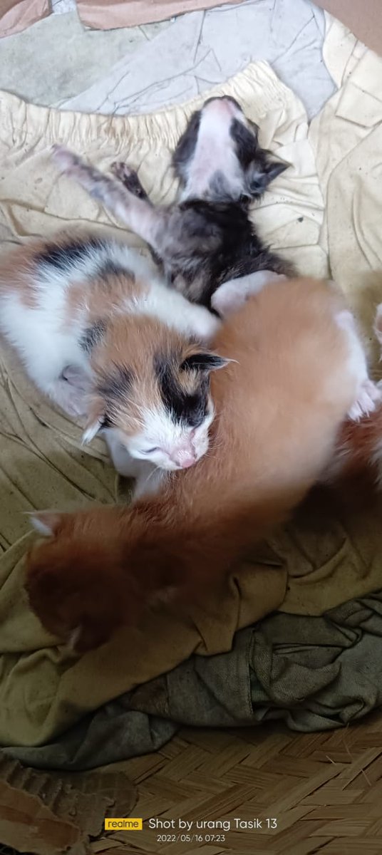 Anak si andin,kayanya ada jantan nya juga,oren lagi...fix nama legend perkucingan,si udin reman sedunia 😹😹😹