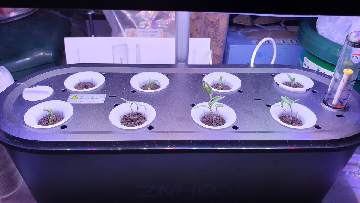 NodeSystems's tweet photo. #Geeky Monday enjoy... #Hydroponics #food growing machine | #Prepper #FoodComputer
Hydroponics update, sowed in the front row #Tomatoes, rear row #Chile's; which both had a growth spurt this weekend 😊
#e5 #London #UK 🇬🇧 #Linkedin #Innovation #Technology #FoodShortage https://t.co/o6RxdF7fmm