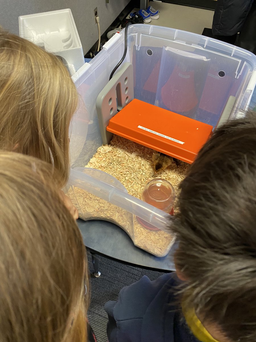 HollySchool's tweet photo. We loved having Astro and Summer (two baby chicks) at Holly @deltasd37 before they went to go live on a farm. #chicksinschool #curiouskids #learningaboutoneanother❤️🐝🐤 @Room114findings @mscasas_teach https://t.co/JJKJOaZR1J