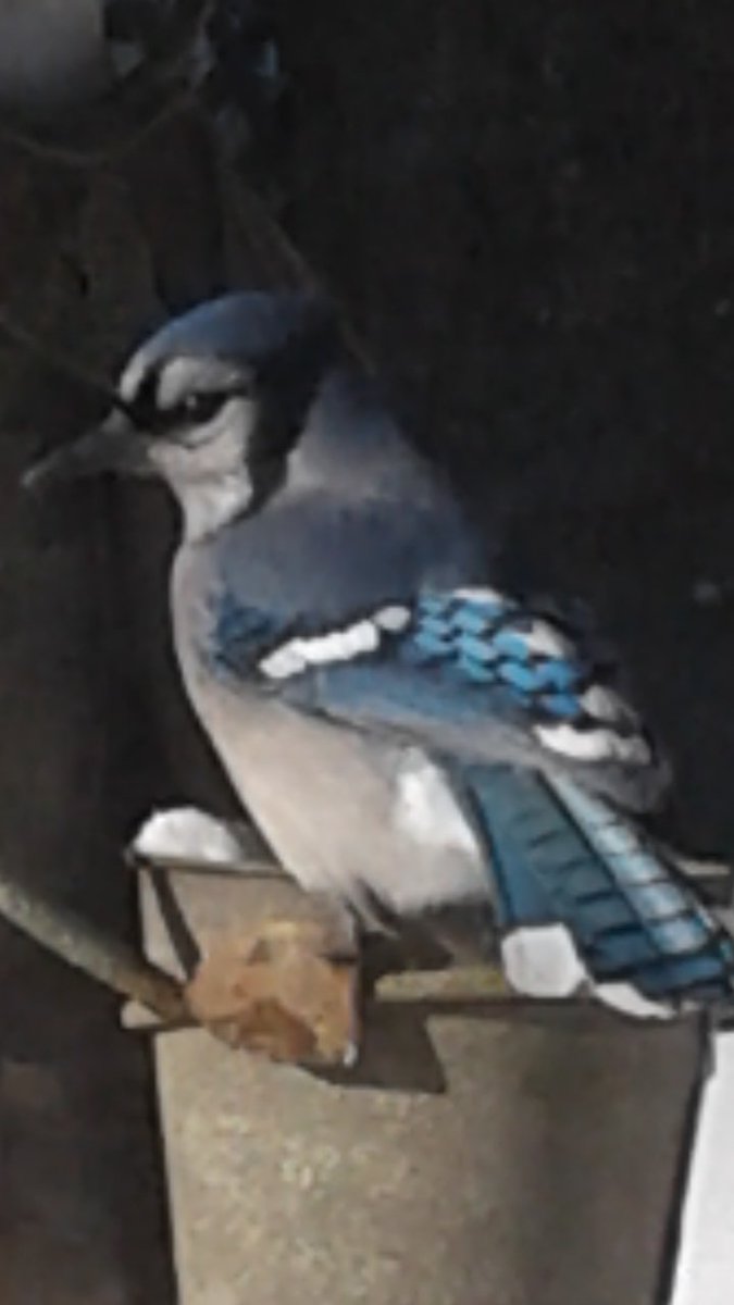 Decarie Richard tweet media