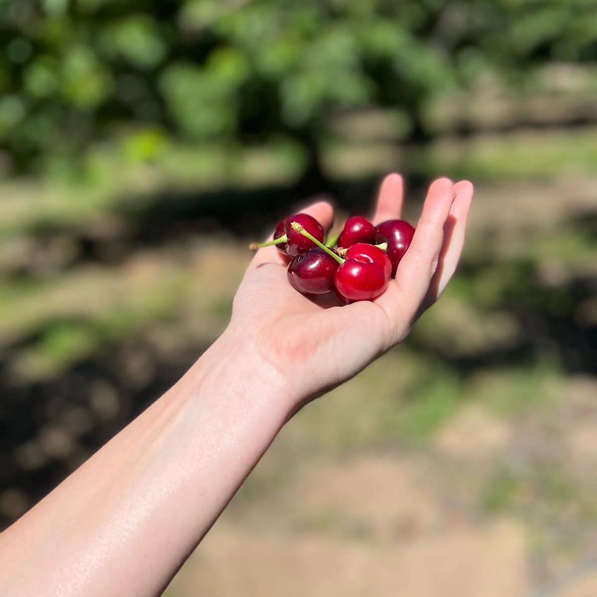 Maya Polon (@mayapolon) on Twitter photo Highly reco being friends with people who unexpectedly inherit cherry farms 😋🍒
✋🏻: <a href="/sreardon33/">Stacey Reardon</a> Highly reco being friends with people who unexpectedly inherit cherry farms 😋🍒
✋🏻: <a href="/sreardon33/">Stacey Reardon</a>