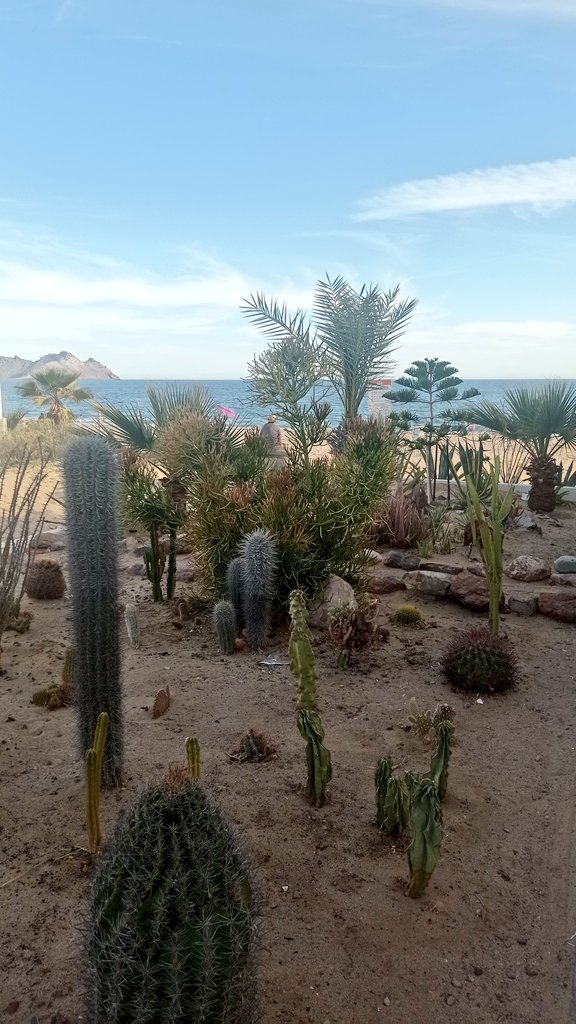 NafarrateMaria's tweet photo. Estoy segura que el dueño de este jardín, fue a un vivero y les dijo, quiero un cactus de cada clase, están bien padres 🌵🪴🌱 #Doña #Plantas #kino #YaMeGustanLasPlantas #QueTiene #Cactus #Playa https://t.co/x9xmYzt1rL