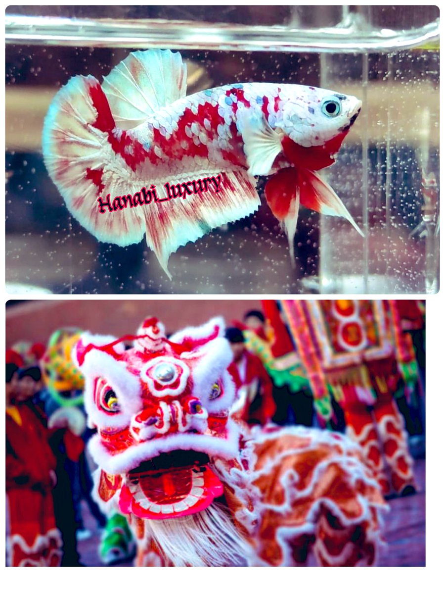 hanabi_sanchan's tweet photo. RED BARONGSAI
LUXURY GRADE

#熱帯魚 
#べた https://t.co/aTBWrVYgpQ